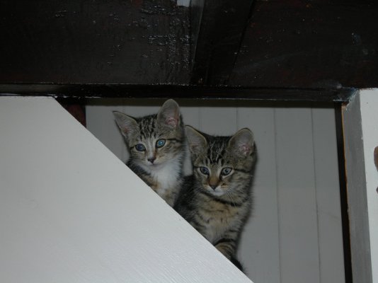 Kittens 001.JPG