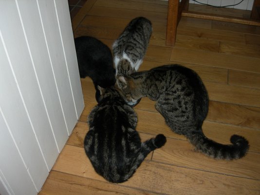 Cats and Kittens 001.JPG