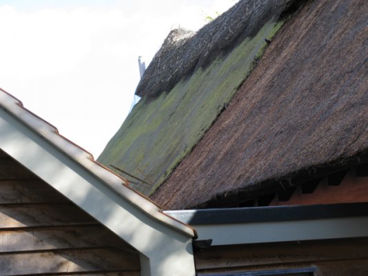 Thatch repair Oct 2012 002.jpg