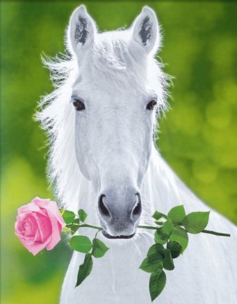 horse eating rose.jpg