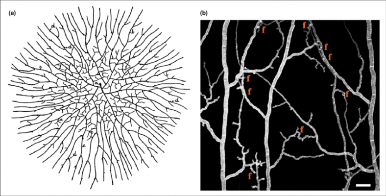 a-Drawing-showing-an-interconnected-fungal-colony-resulting-from-a-single-germinated.png