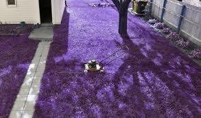 purple lawn.jpg