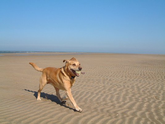 Raffles on Beach.JPG