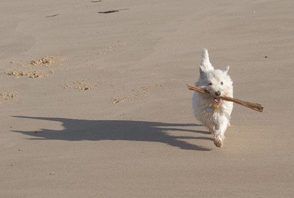 Happiness is a beach and a stick.jpg