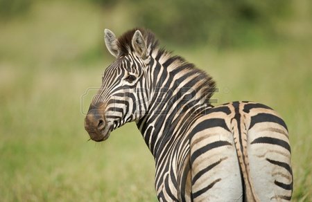 zebra-looking-over-shoulder.jpg