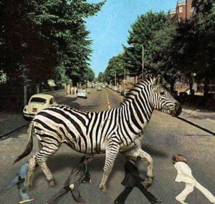 abbeyroadzebra.jpg