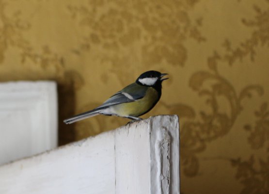 Greattit.JPG