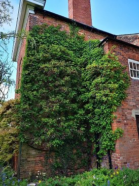 Climbing Hydrangea.jpg